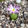 Conophytum bilobum - Living Stones - Plants