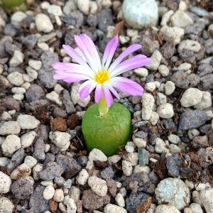 Conophytum bilobum - Living Stones - Plants