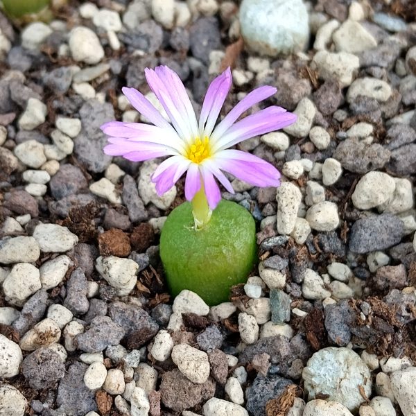 Conophytum bilobum - Living Stones - Plants