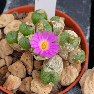 Conophytum bilobum - Living Stones - Plants