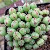 Conophytum bilobum gracilistylum chauviniae - Levende Steentjes - Planten