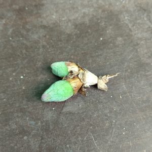 Conophytum bilobum gracilistylum chauviniae - Pierres Vivantes - Plantes