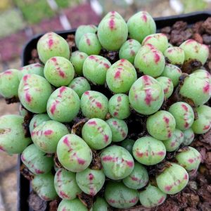 Conophytum bilobum gracilistylum chauviniae - Pierres Vivantes - Plantes