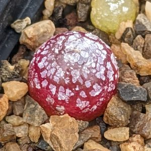 Conophytum burgeri - Living Stones - Plants