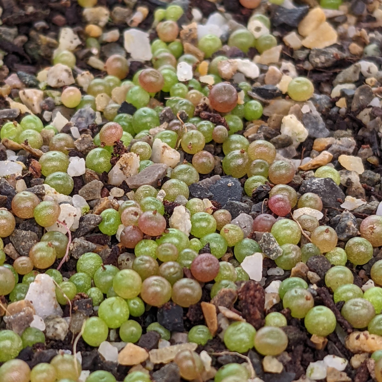 Conophytum calculus Lebende Steine Samen
