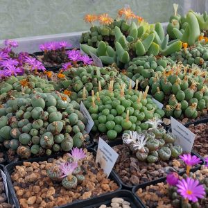 Conophytum Collection - Living Stones