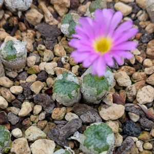 Conophytum ectypum brownii - Living Stones - Plants