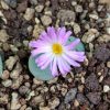 Conophytum jucundum ruschii - Pierres Vivantes - Plantes
