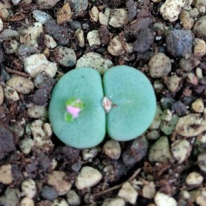 Conophytum jucundum ruschii - Pierres Vivantes - Plantes