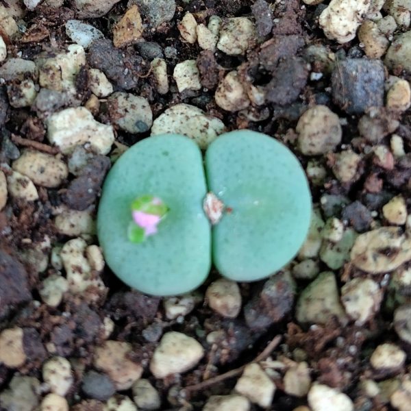 Conophytum jucundum ruschii - Pierres Vivantes - Plantes