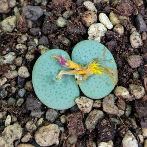 Conophytum jucundum ruschii - Pierres Vivantes - Plantes