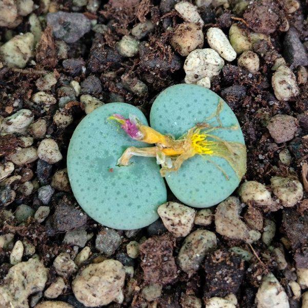 Conophytum jucundum ruschii - Pierres Vivantes - Plantes