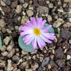 Conophytum jucundum ruschii - Pierres Vivantes - Plantes