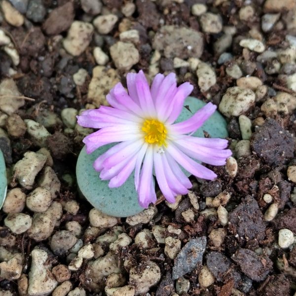 Conophytum jucundum ruschii - Pierres Vivantes - Plantes