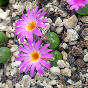 Alternative view of Conophytum lithopsoides - Living Stones - Plants