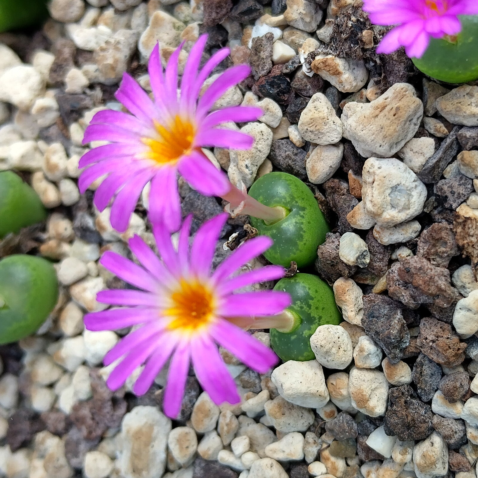 Conophytum lithopsoides - Living Stones - Plants - Image 2