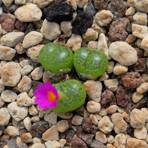 Conophytum lithopsoides - Living Stones - Plants