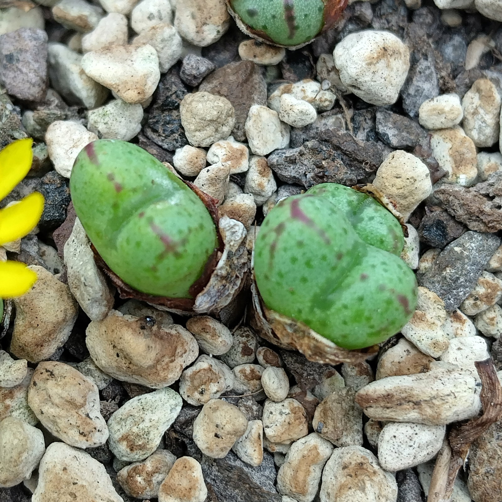 Conophytum longibracteatum - Living Stones - Plants - Image 2