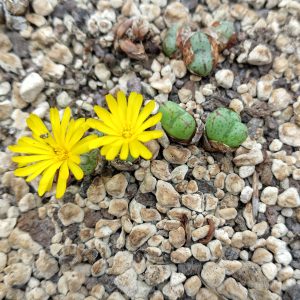 Conophytum longibracteatum - Living Stones - Plants