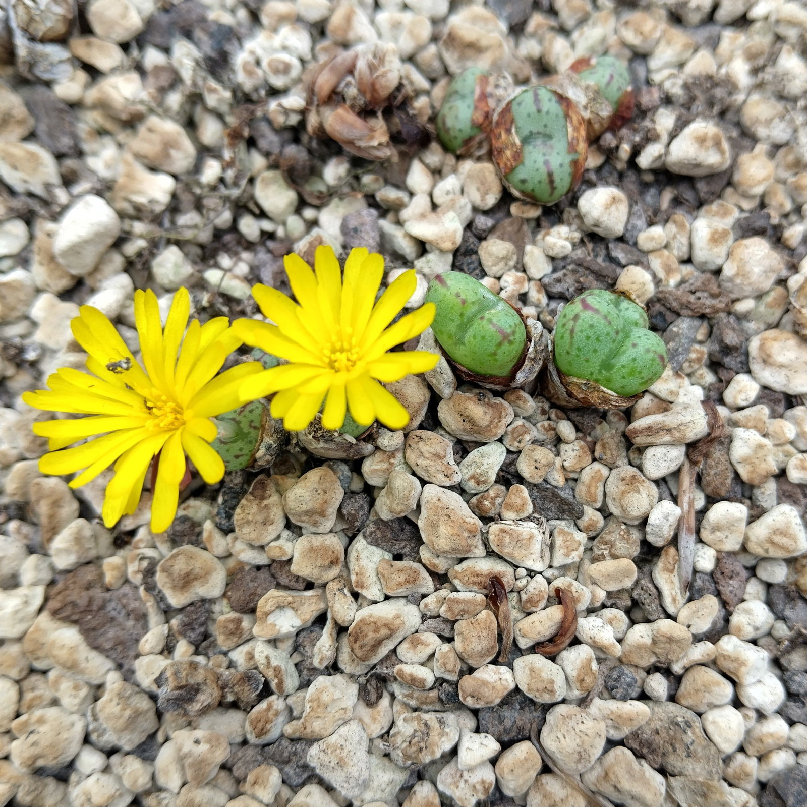 Conophytum longibracteatum - Living Stones - Plants