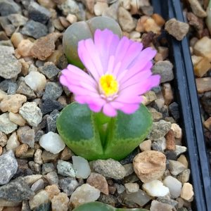Conophytum longum - Levende Steentjes - Planten
