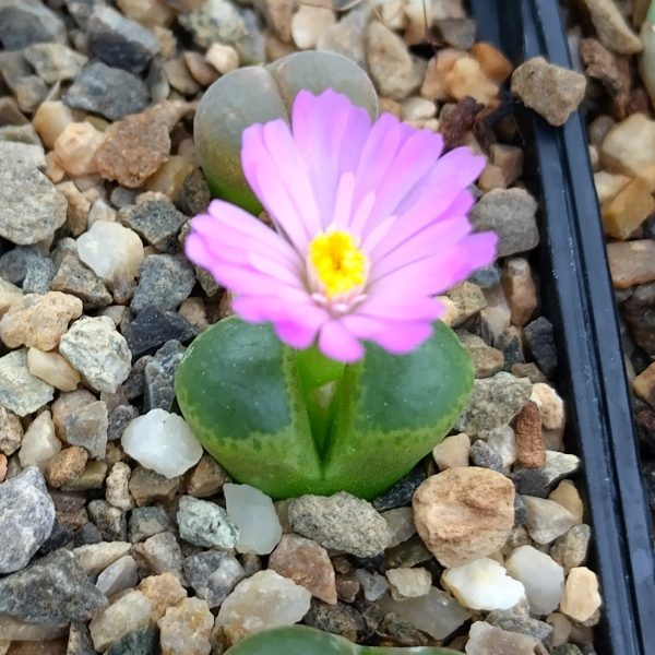 Conophytum longum - Pierres Vivantes - Plantes