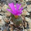 Conophytum luckhoffii Eagles Pride Peak - Living Stones - Plants