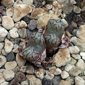Conophytum luckhoffii Eagles Pride Peak - Living Stones - Plants