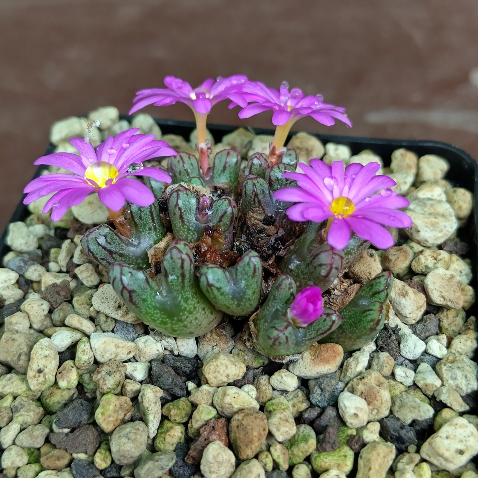 Conophytum luckhoffii Eagles Pride Peak - Living Stones - Plants
