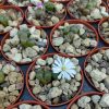 Conophytum lydiae - Pierres Vivantes - Plantes