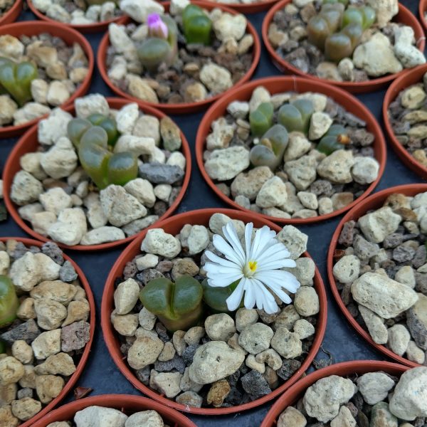 Conophytum lydiae - Levende Steentjes - Planten