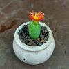 Conophytum marnierianum - Lebende Steine - Pflanzen