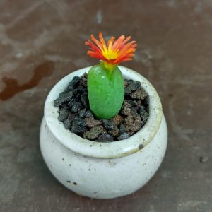 Conophytum marnierianum - Levende Steentjes - Planten