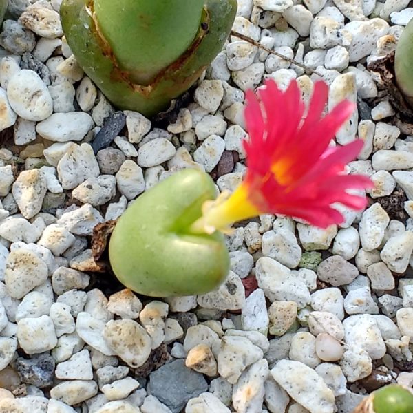 Conophytum marnierianum - Levende Steentjes - Planten