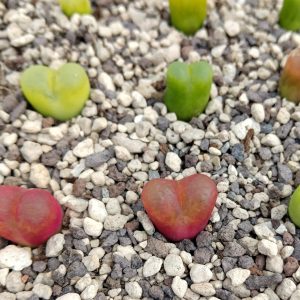 Conophytum maughanii - Levende Steentjes - Planten (Copy)