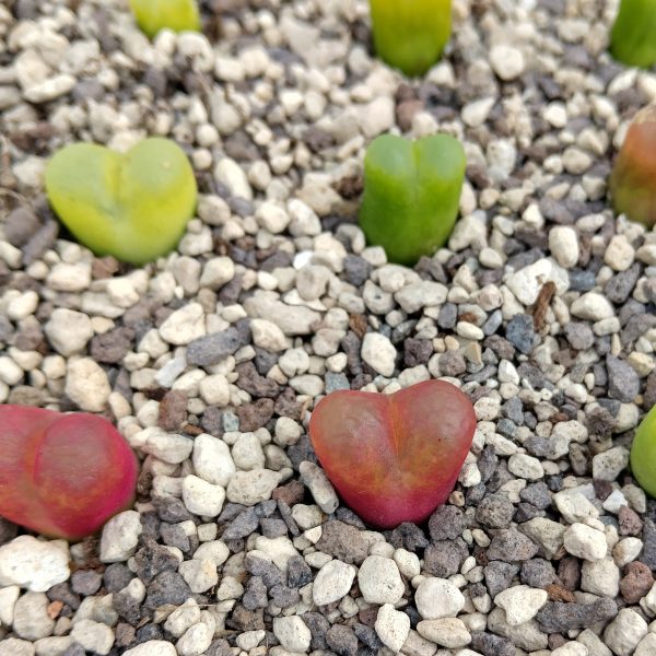 Conophytum maughanii - Levende Steentjes - Planten (Copy)
