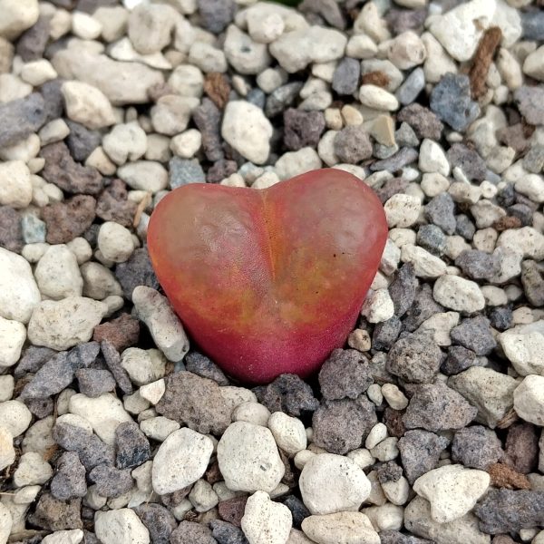Conophytum maughanii - Levende Steentjes - Planten (Copy) - Afbeelding 3