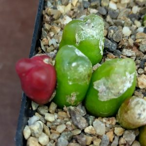 Conophytum maughanii latum - Levende Steentjes - Planten