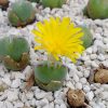 Conophytum meyeri - Living Stones - Plants