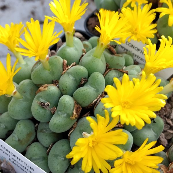 Conophytum meyeri - Living Stones - Plants