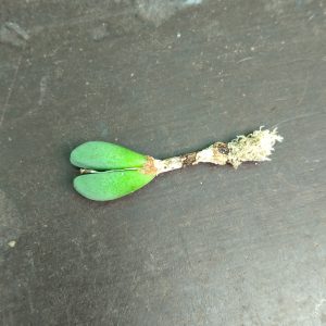 Conophytum meyeri - Living Stones - Plants