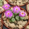 Conophytum minutum - Pierres Vivantes - Plantes