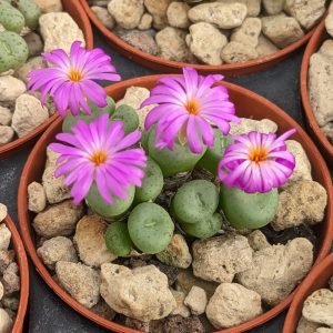 Conophytum minutum - Pierres Vivantes - Plantes