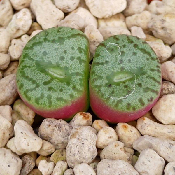 Conophytum obcordellum - Living Stones - Plants