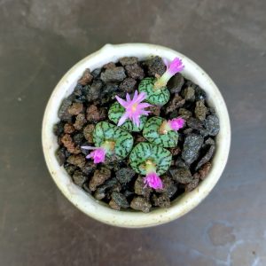 Conophytum obcordellum spectabile - Pierres Vivantes - Plantes