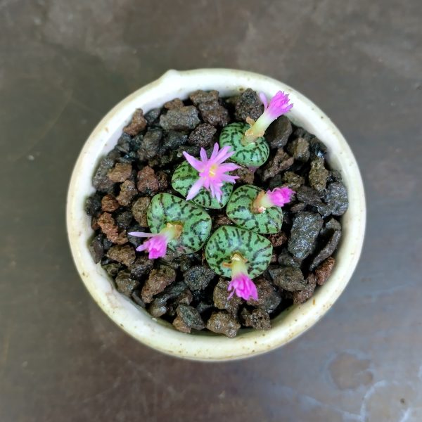 Conophytum obcordellum spectabile - Pierres Vivantes - Plantes