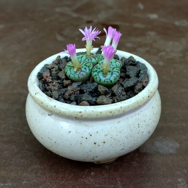 Conophytum obcordellum spectabile - Pierres Vivantes - Plantes