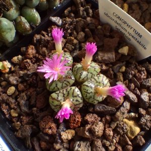 Conophytum obcordellum spectabile - Levende Steentjes - Planten 