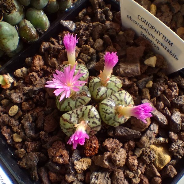 Conophytum obcordellum spectabile - Pierres Vivantes - Plantes