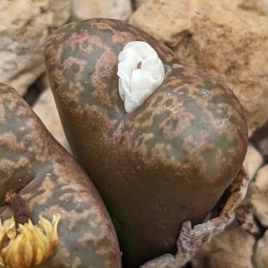 Conophytum pellucidum - Levende Steentjes - Planten
